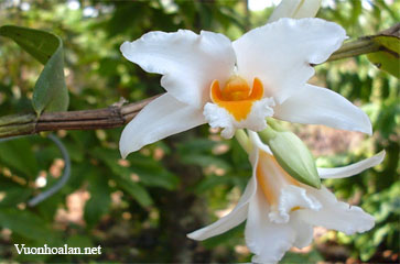 Hoàng thảo Kontum - Dendrobium kontumense