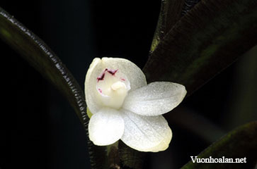 Dendrobium appendicula