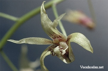 Dendrobium caudiculatum