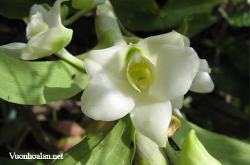 Dendrobium aqueum - Hoàng thảo trắng