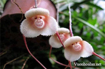 Hoa lan có hình mặt khỉ Dracula Simia
