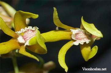 Dendrobium brevicaudum