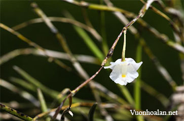 Dendrobium hainanense