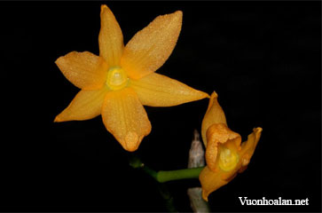 Dendrobium atavus