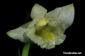 Dendrobium bukidnonense
