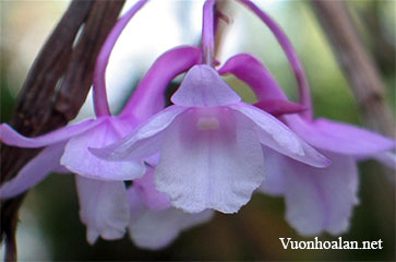 Hoàng thảo móc - Dendrobium hamatum