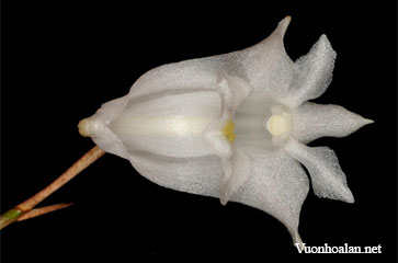 Dendrobium chrysotainium