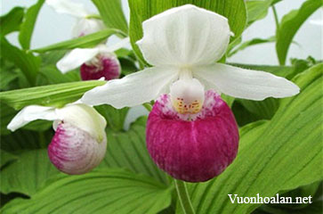 Hình ảnh lan hài Slipper Orchids giống Cypripedium