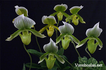 Hình thái học thực vật của lan hài - Slipper Orchids
