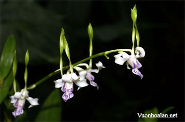 Dendrobium attenuatum