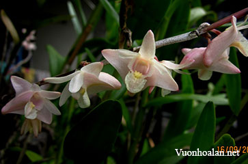 Hoàng thảo bạch hoa - Dendrobium hendersonii