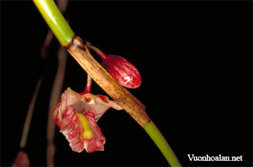 Dendrobium acaciifolium