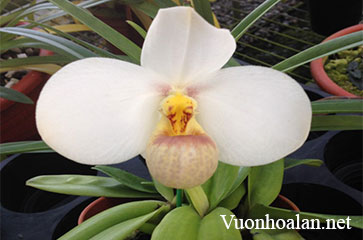 Lan hài Slipper Orchid – Giống Paphiopedilum