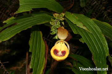 Lan hài Slipper Orchid – Giống Selenipedium