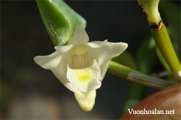 Hoàng thảo vuông - Dendrobium hymenanthum