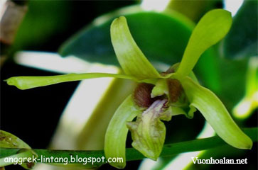Dendrobium calophyllum