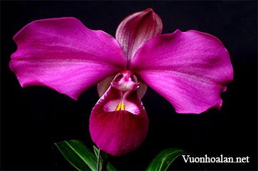 Hình anh lan hài Slipper Orchid giống Phragmipedium