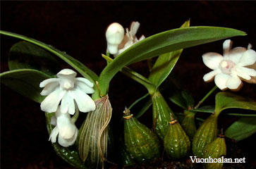 Dendrobium acianthum