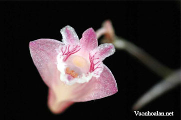 Dendrobium aciculare