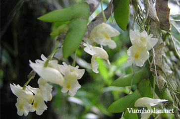 Hoàng thảo móng rồng - Dendrobium nathanielis