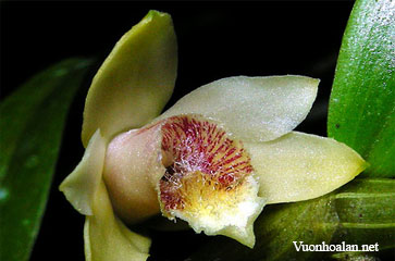 Dendrobium ciliatilabellum