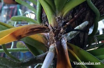 Bệnh thối hạch hại cây phong lan và cách phòng trị