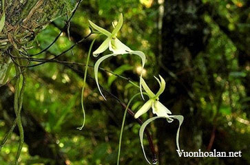 Phong lan ma – loài phong lan hiếm nhất thế giới