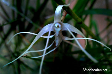 Dendrobium acuminatissimum
