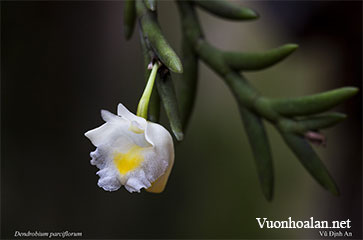 Hoàng thảo hoa treo - Dendrobium parciflorum