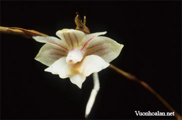 Dendrobium babiense