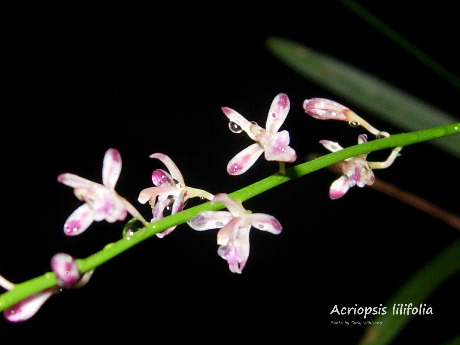 Lan tổ yến - Acriopsis Lilifolia