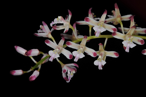 Lan tổ yến - Acriopsis Lilifolia