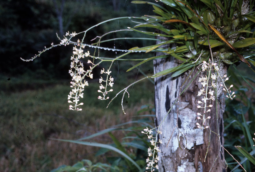 Lan tổ yến - Acriopsis liliifolia