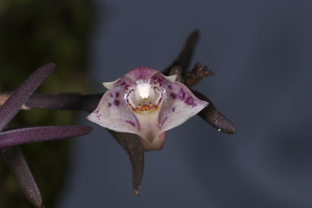 Dendrobium alabense