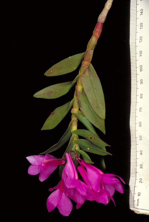 Dendrobium alderwereltianum