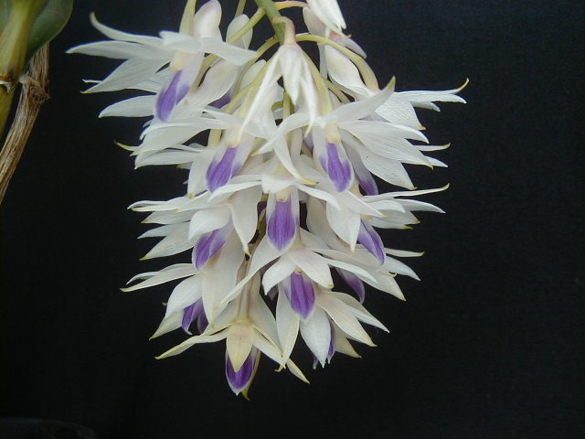 Hoàng thảo lưỡi tím - Dendrobium amethystoglossum