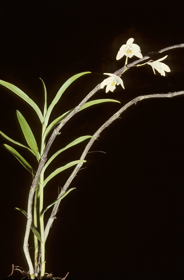 Dendrobium amoenum – Lovely Dendrobium