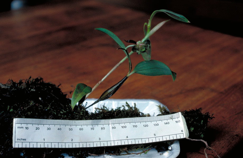 Dendrobium amphigenyum