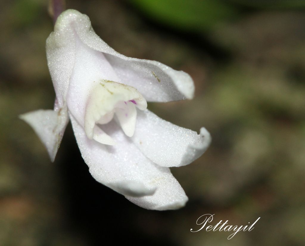 Dendrobium anamalayanum