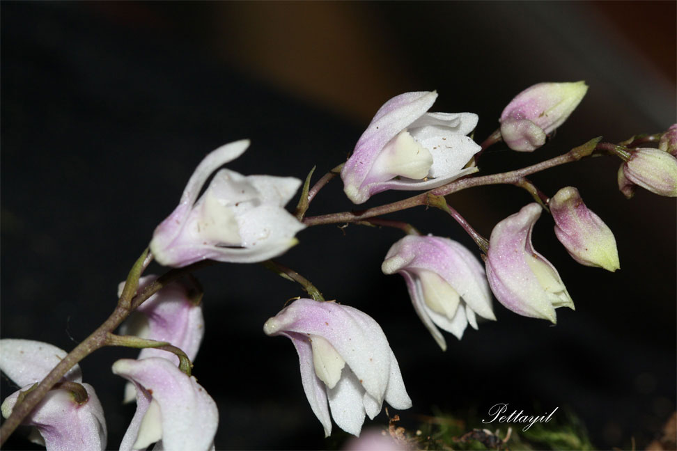 Dendrobium anamalayanum