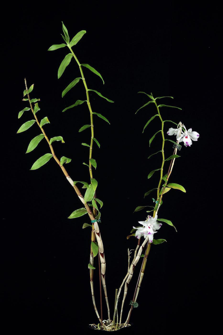 Dendrobium annae