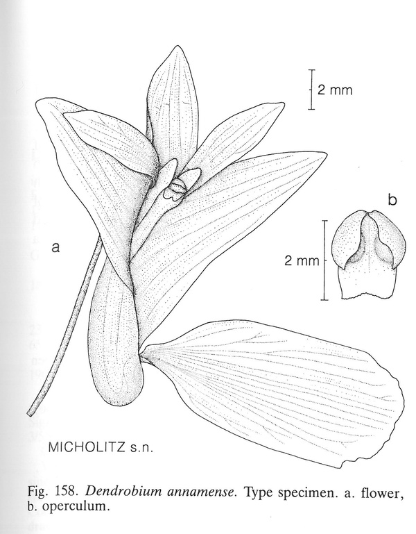 Dendrobium annamense - Hoàng thảo Trung Bộ