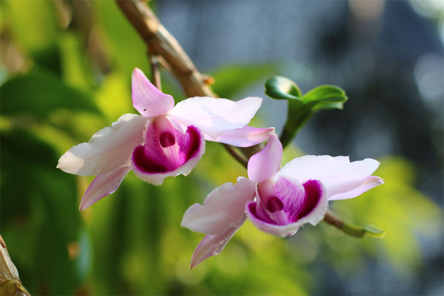 Lan Dã Hạc - Phi Điệp Dendrobium anosmum