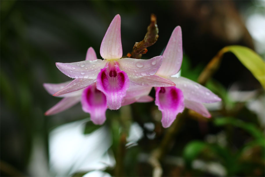 Lan Dã Hạc - Phi Điệp Dendrobium anosmum