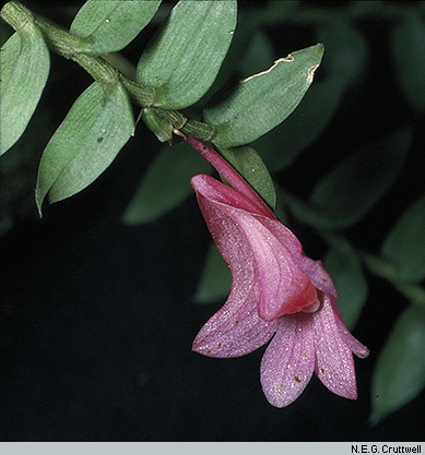 Dendrobium apertum
