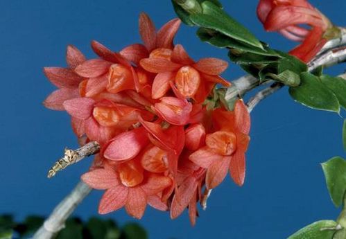 Dendrobium apertum