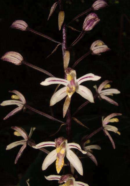 Aphyllorchis pallida