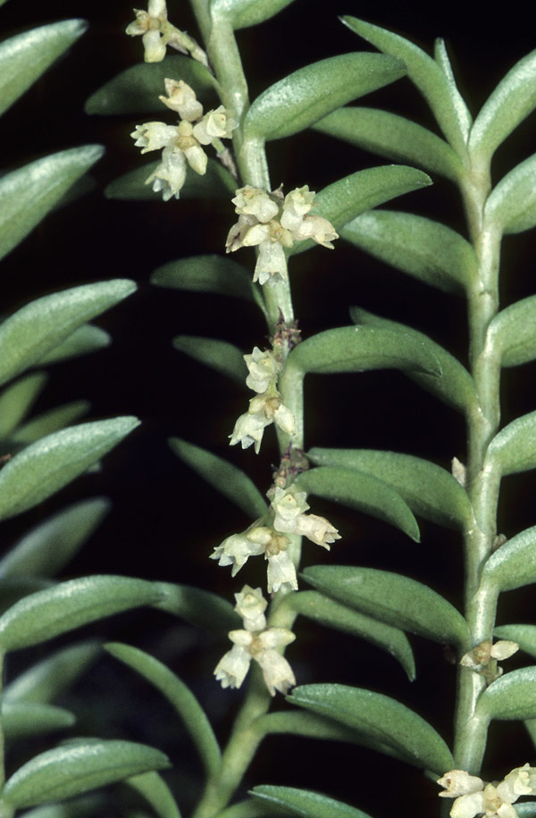 Appendicula hexandra - Vệ lan lục hùng, Lan chân rết thõng