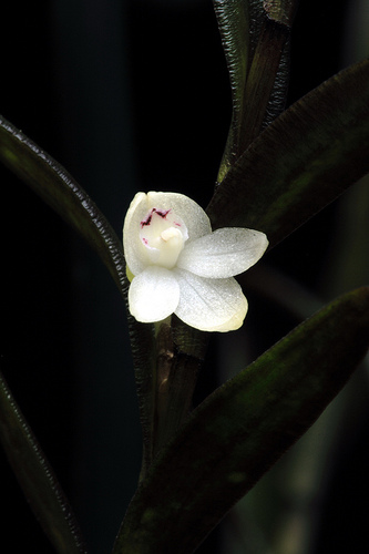 Dendrobium appendicula