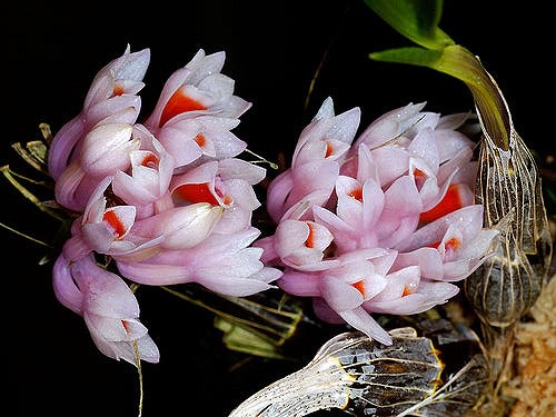 Dendrobium aurantiroseum